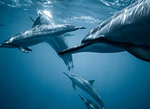 CBA全明星周末遇冷（中）：男篮兵败令全明星尴尬